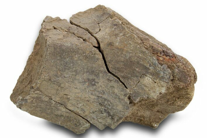 Fossil Theropod Dinosaur (Allosaurus) Bone Section - Utah #378455